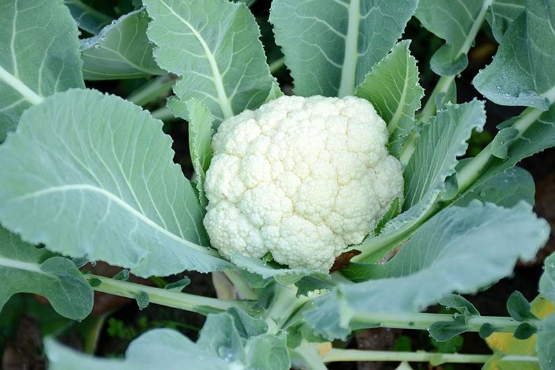 Cauliflower: