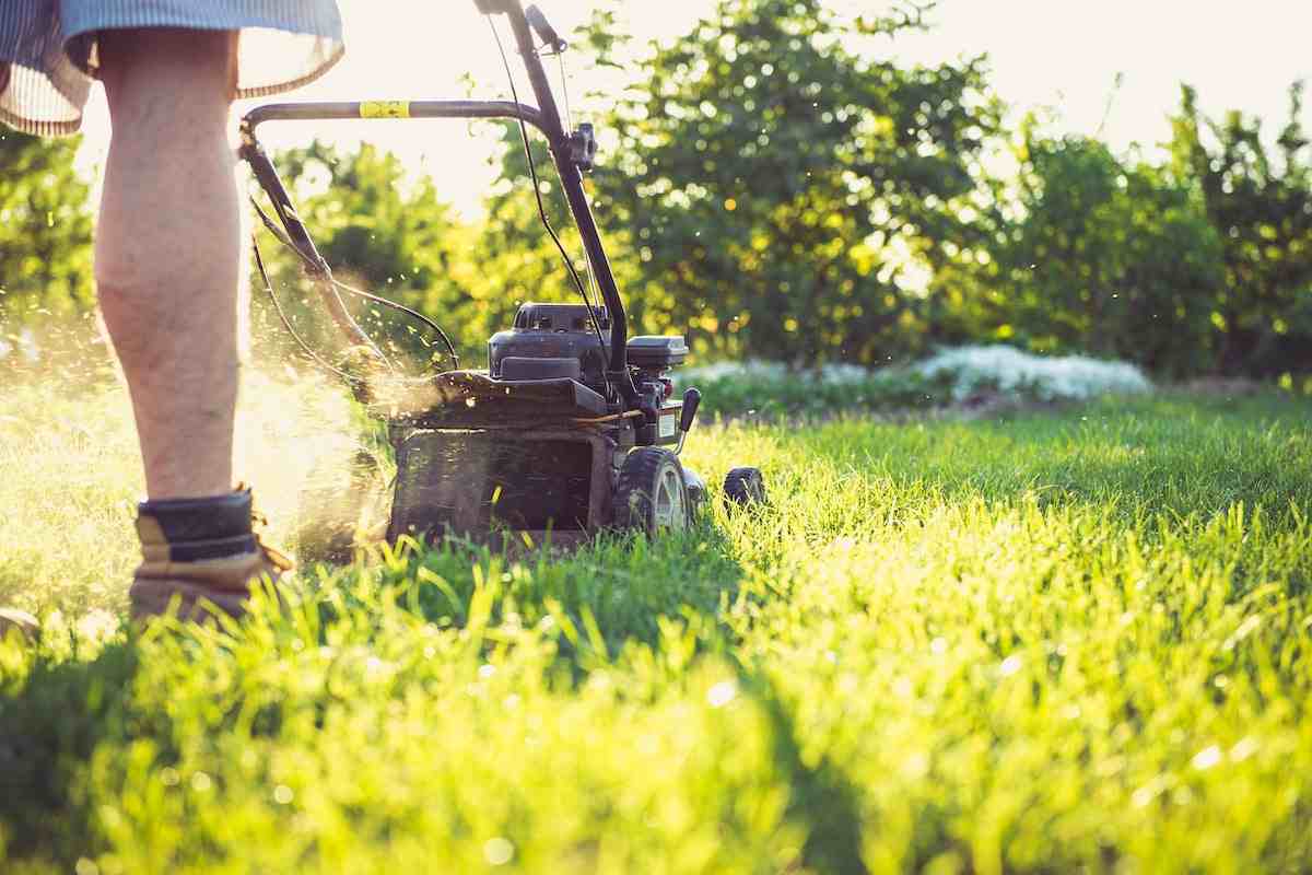 can-you-cut-grass-in-lawn-in-winter