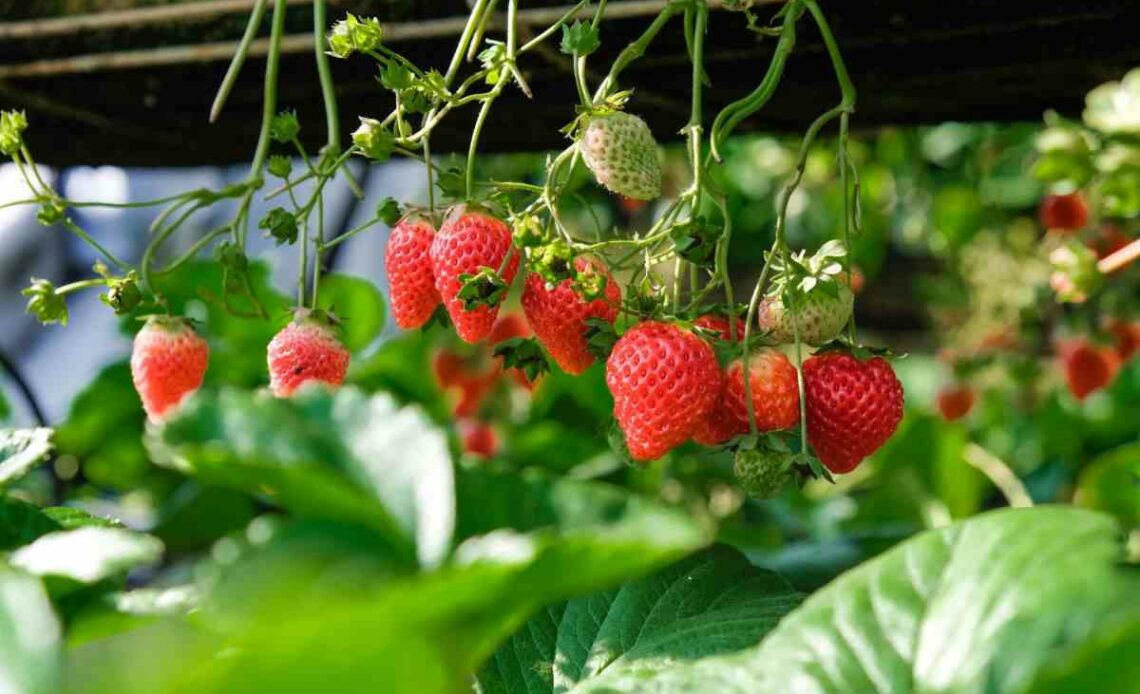 what-to-do-with-strawberry-plants-in-winter