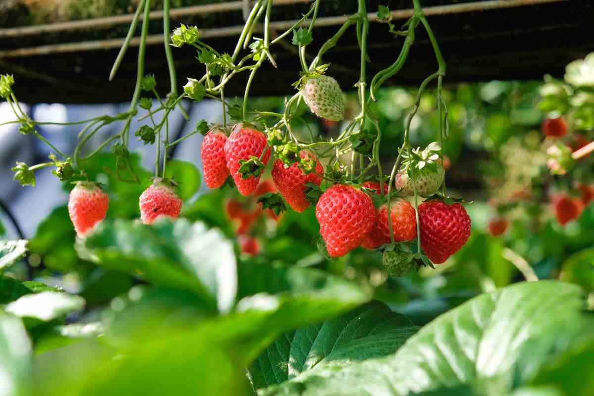 what-to-do-with-strawberry-plants-in-winter