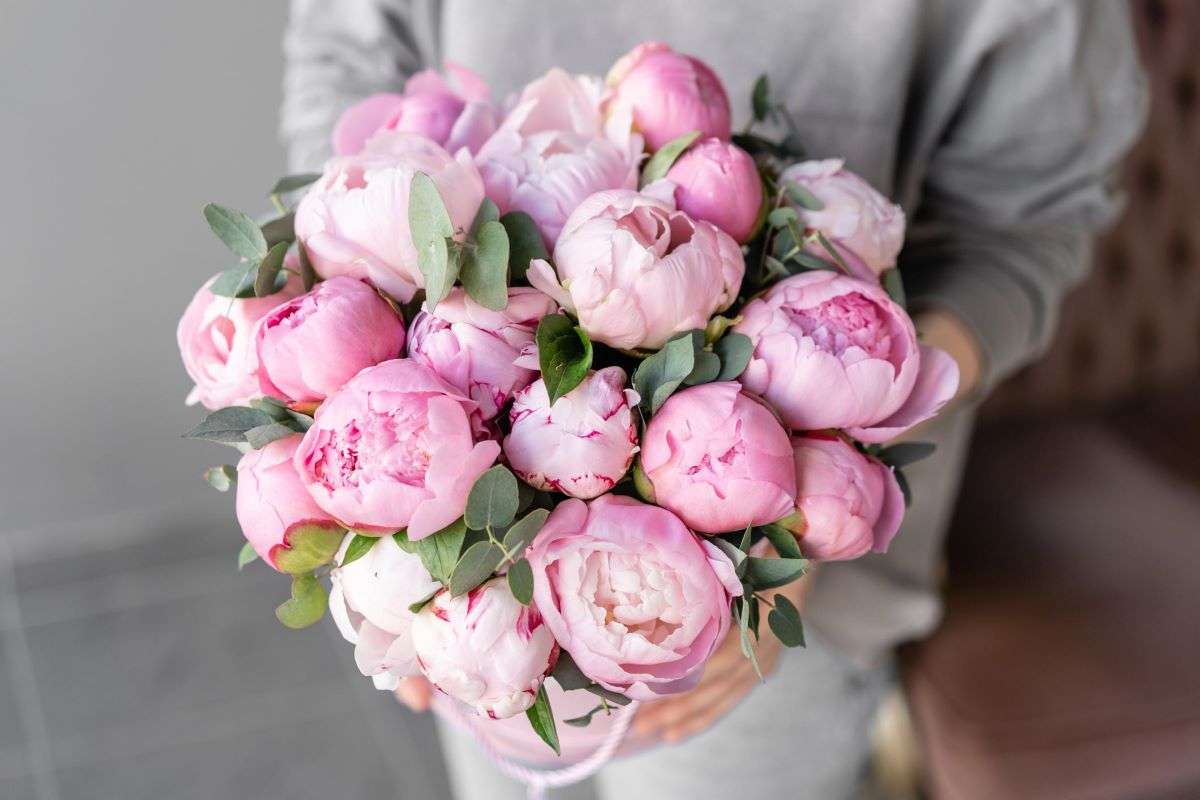 How to choose the freshest peony flowers bouquets