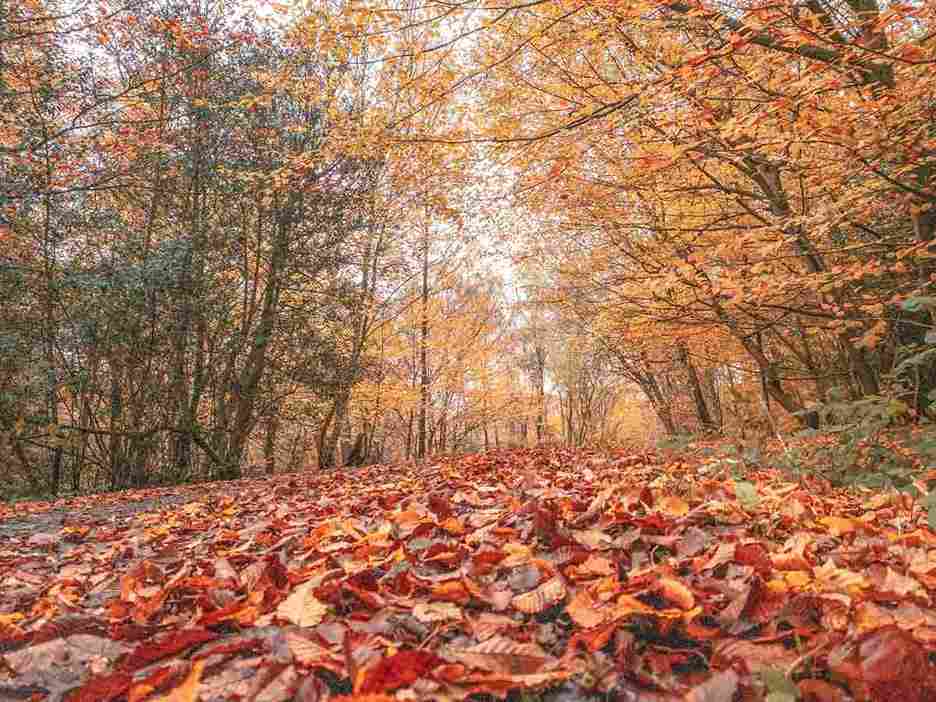 Epping Forest